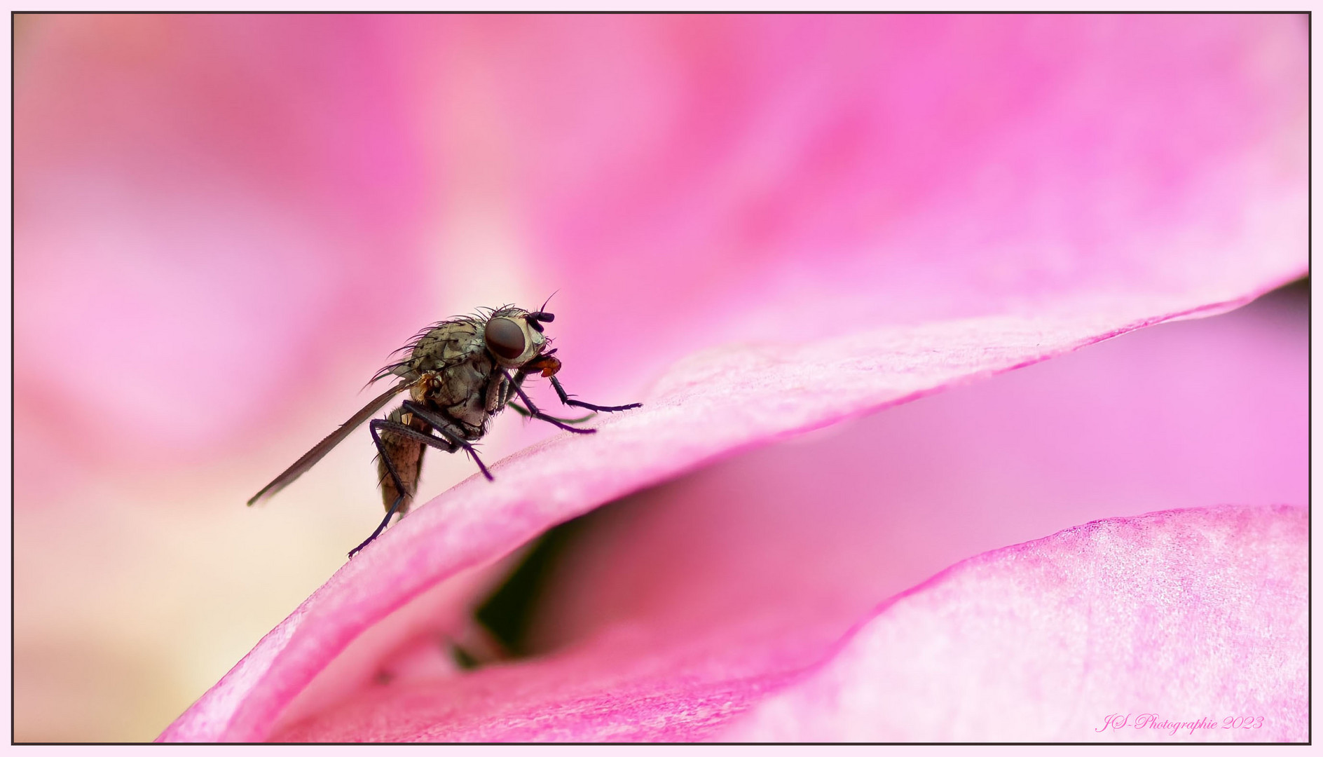 Pretty in Pink