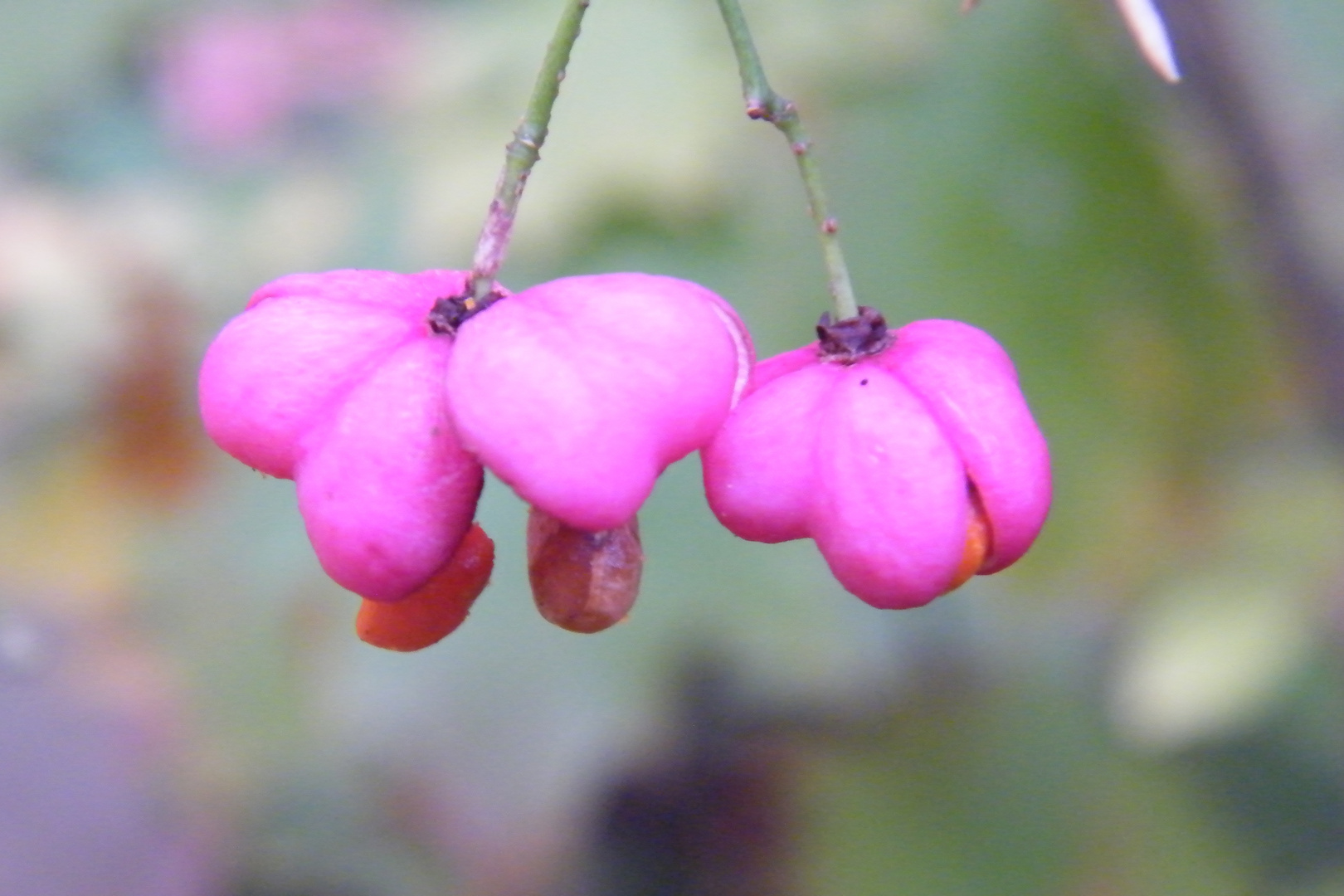 Pretty in pink