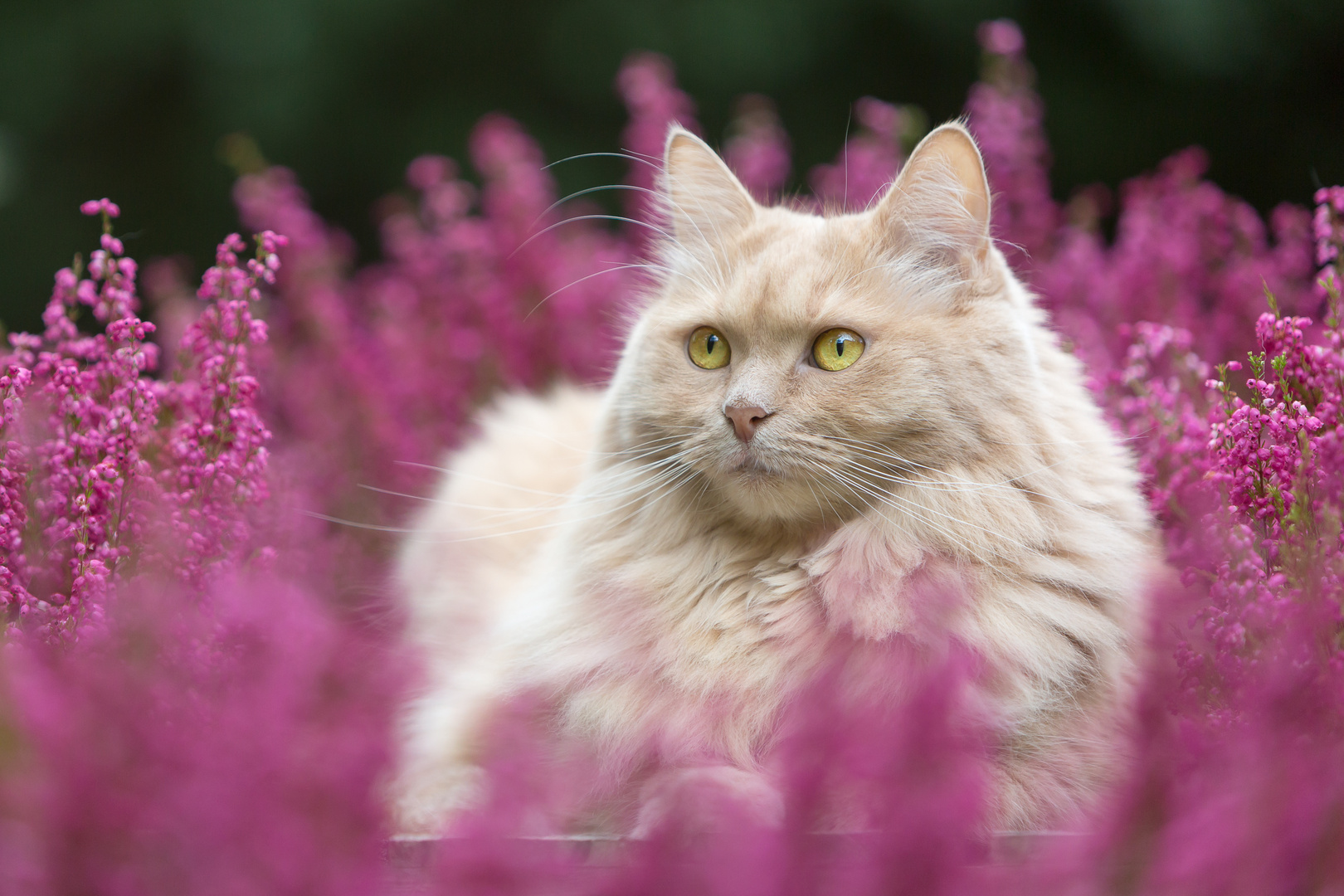 Pretty in Pink