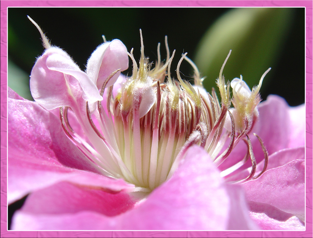 pretty in pink