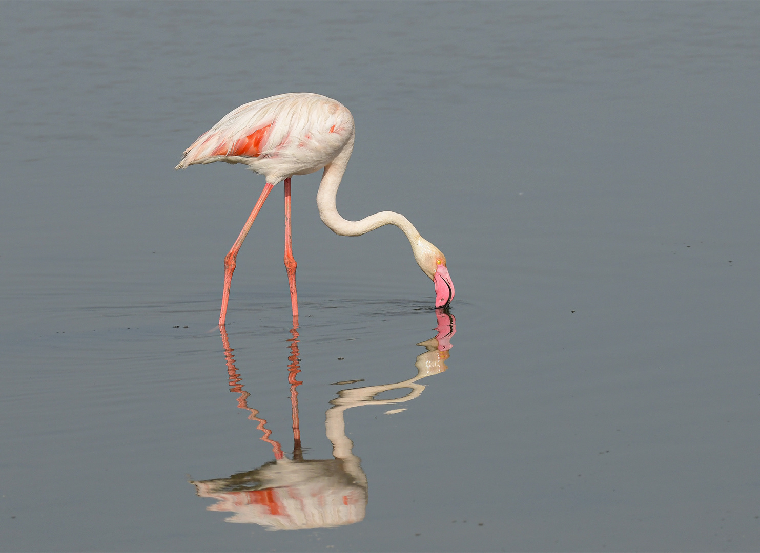 pretty in pink