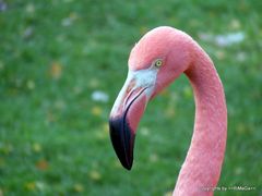 pretty in pink