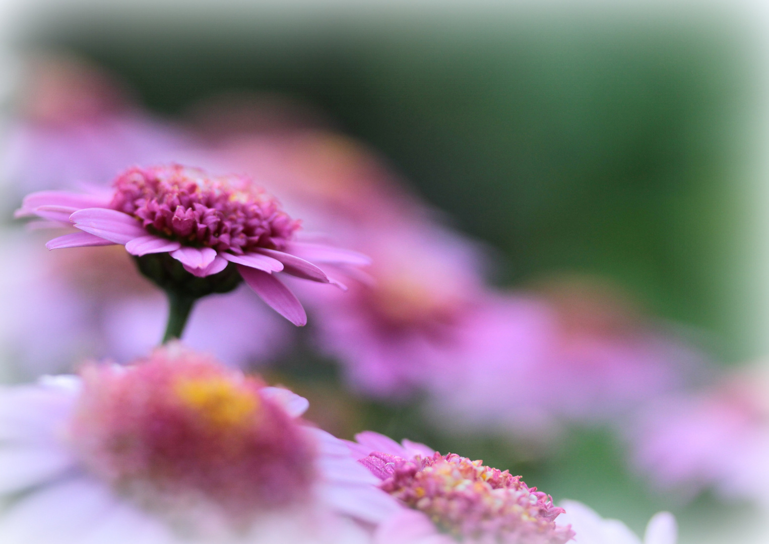 Pretty in Pink