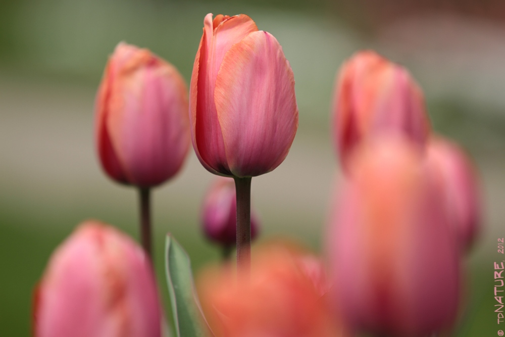 Pretty in Pink