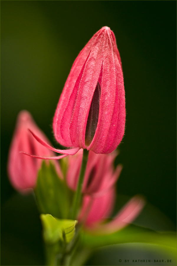 pretty in pink