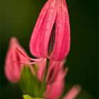 pretty in pink