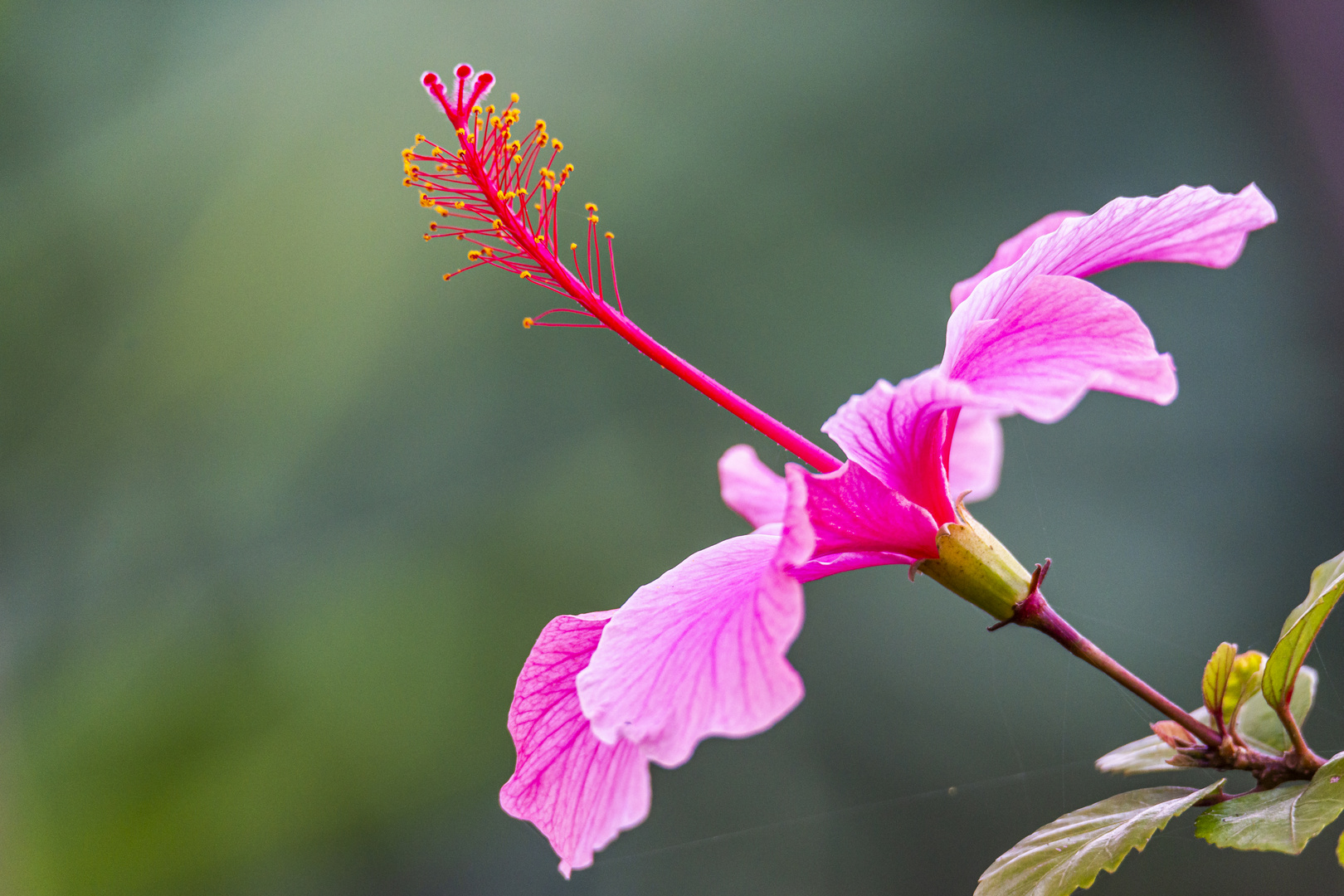 Pretty in Pink