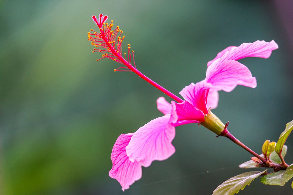 Pretty in Pink