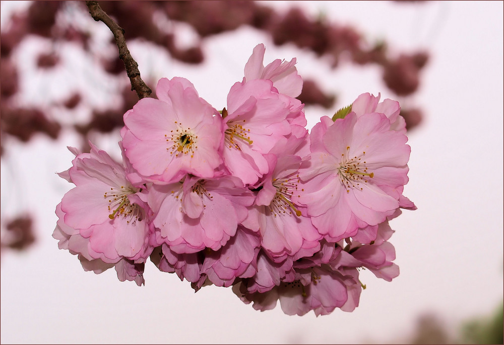 Pretty in PINK