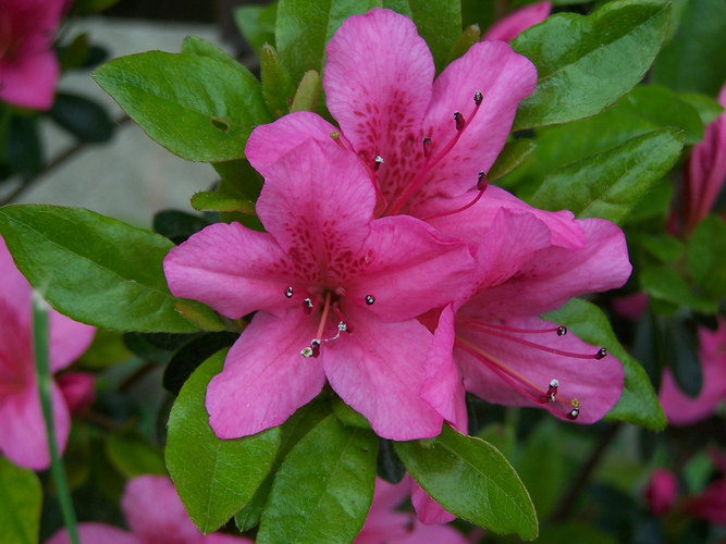 pretty in pink