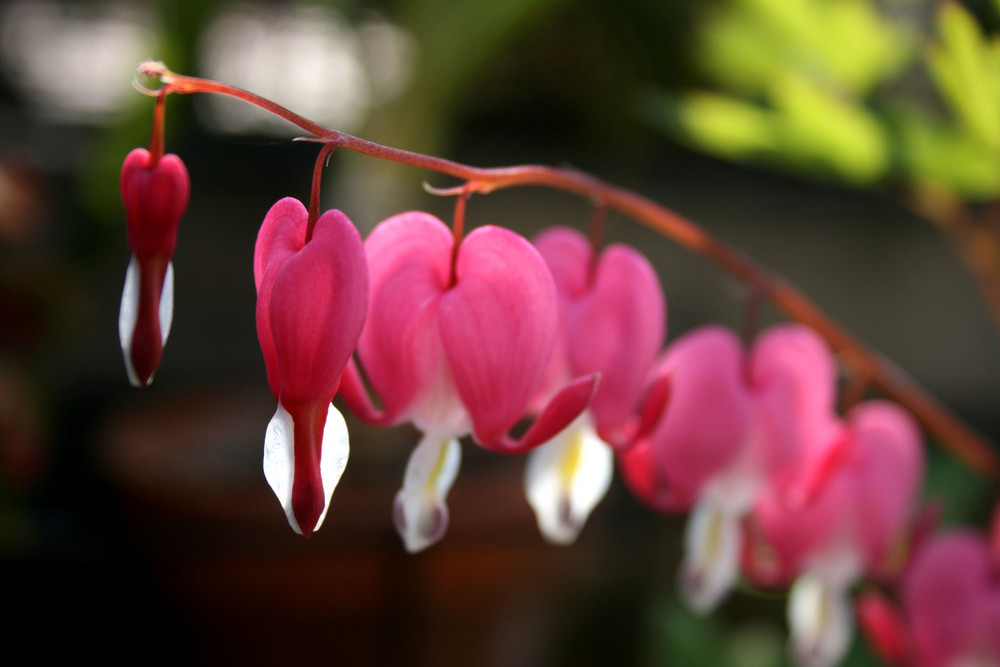 pretty in pink.