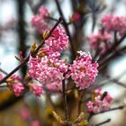 Pretty in Pink