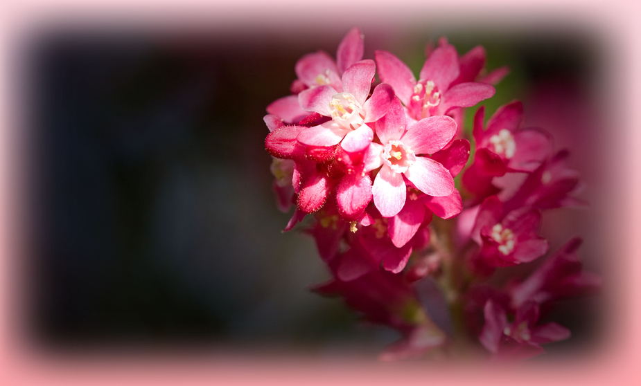 pretty in pink