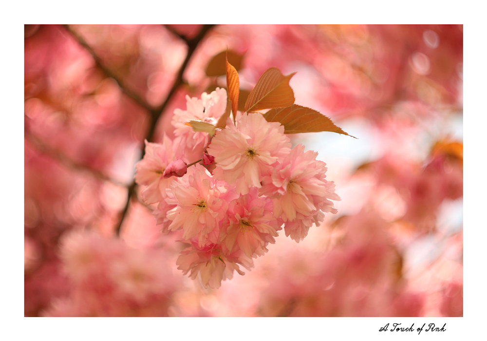 "Pretty in Pink"