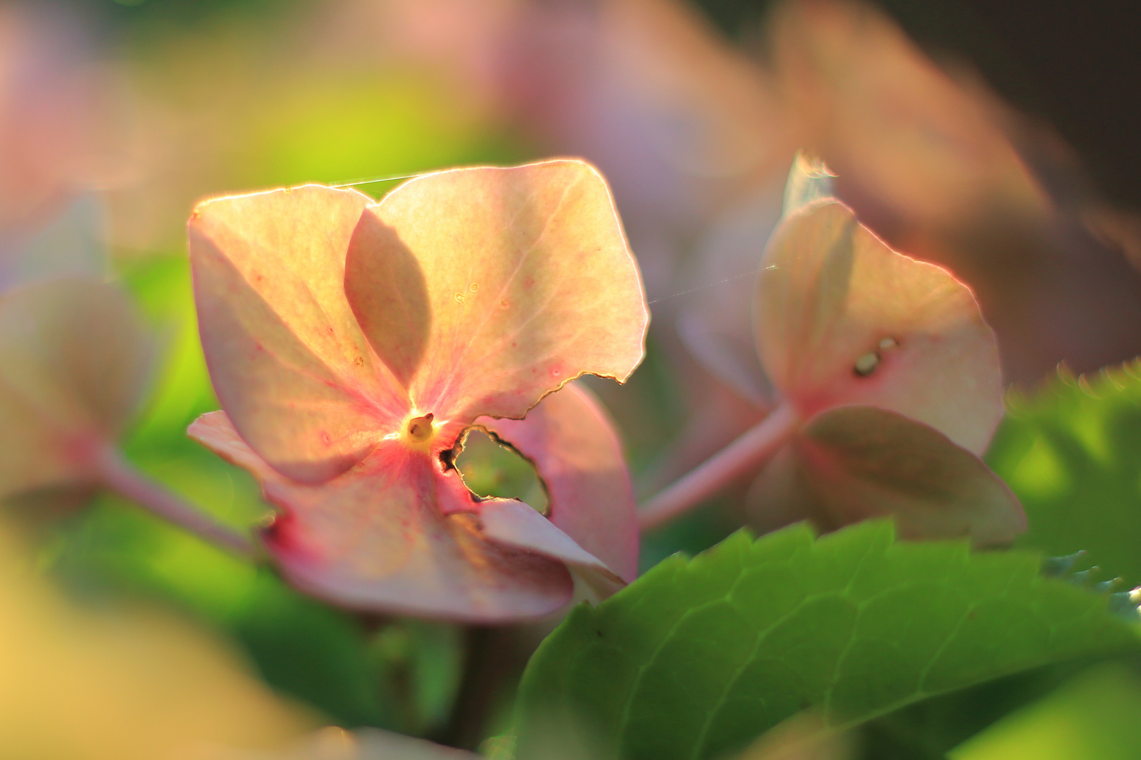 Pretty in Pink