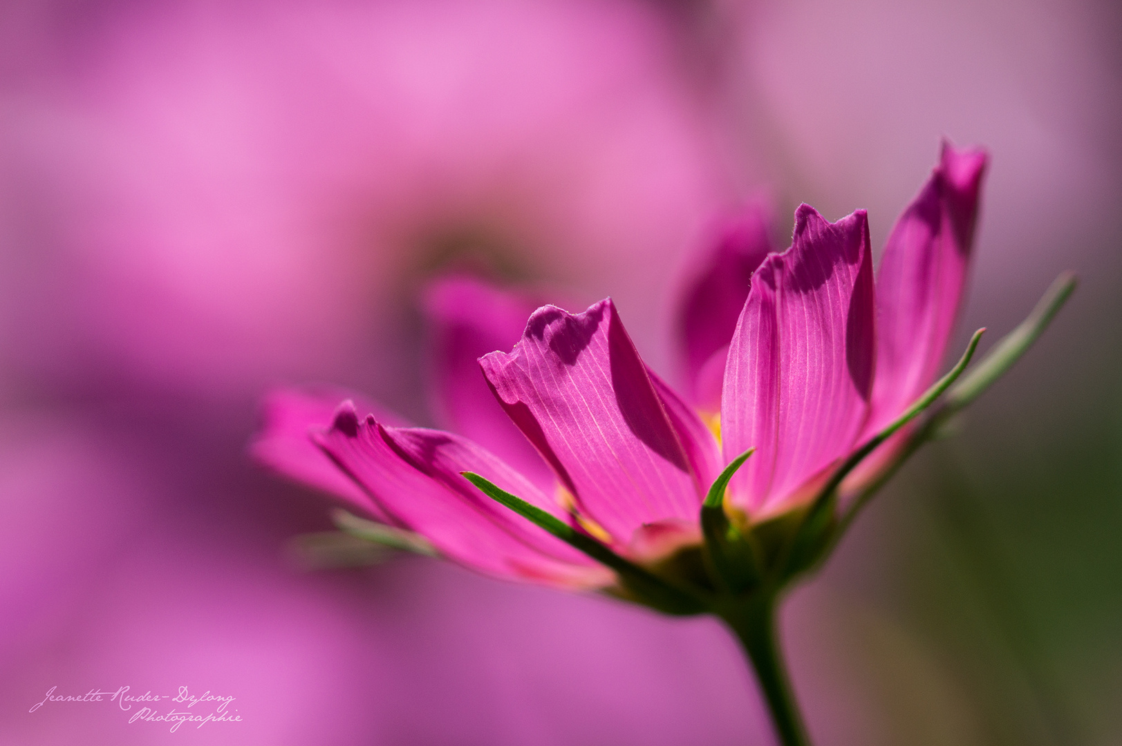 pretty in pink