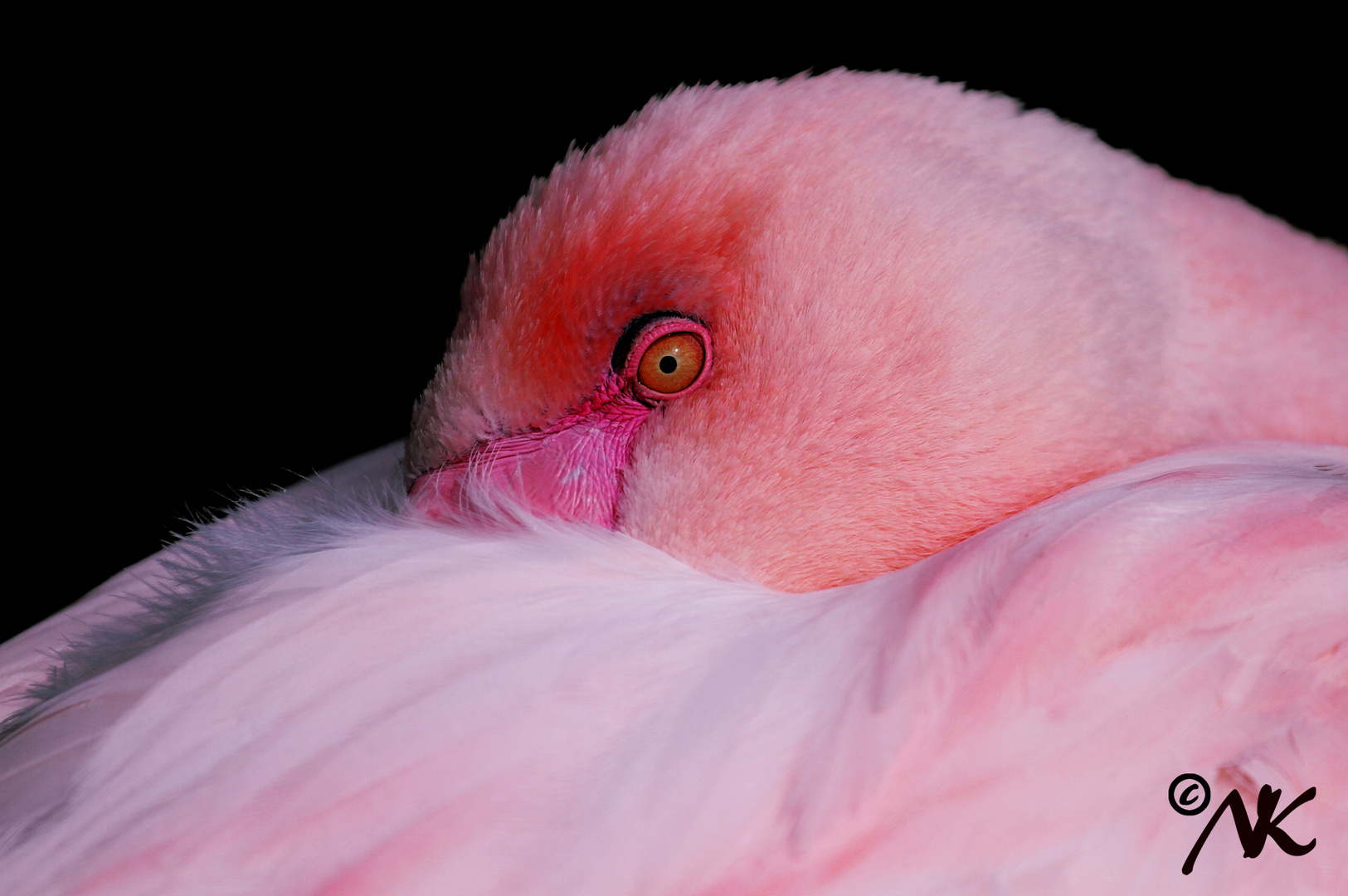 pretty in pink-Flamingo