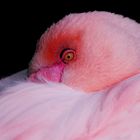 pretty in pink-Flamingo
