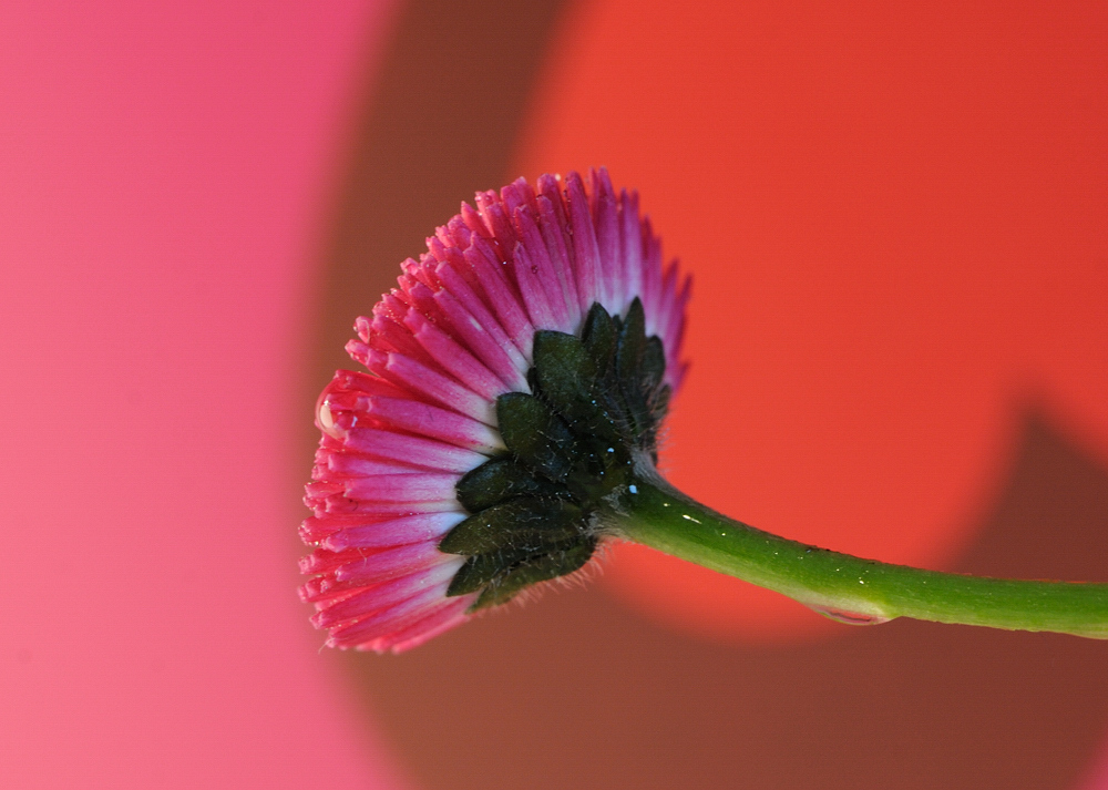 pretty in pink II