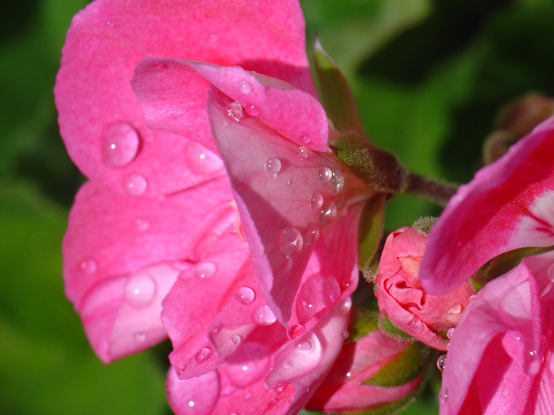 Pretty in Pink II