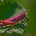 Pretty in Pink (Nachtigall-Grashüpfer, Nymphe, Chorthippus biguttulus)