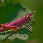 Pretty in Pink (Nachtigall-Grashüpfer, Nymphe, Chorthippus biguttulus)