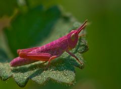 Pretty in Pink (Nachtigall-Grashüpfer, Nymphe, Chorthippus biguttulus)