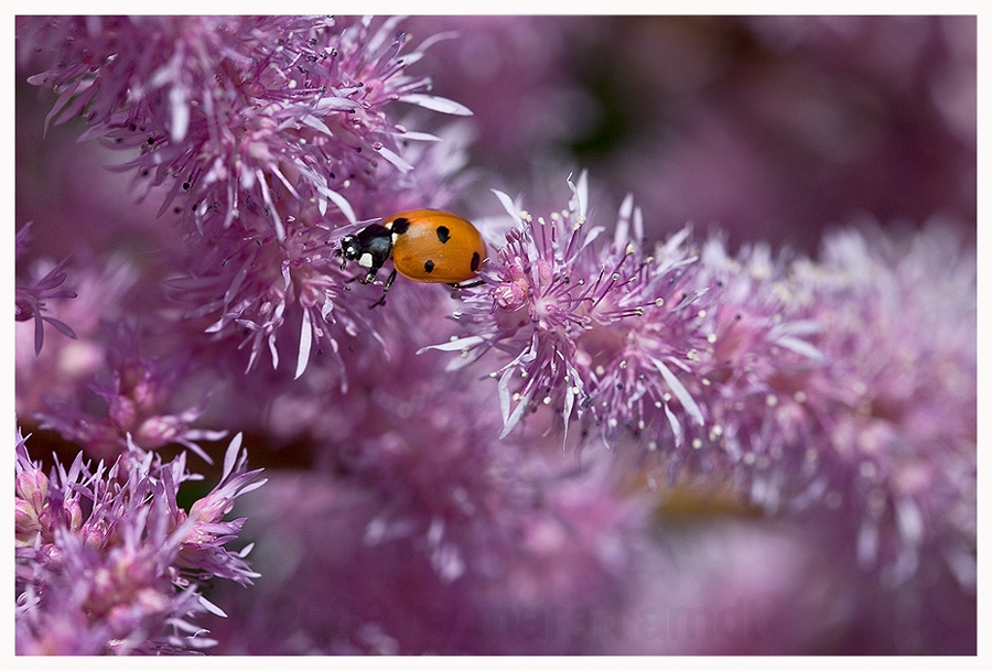 Pretty in Pink, oder....