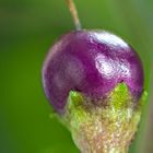 Pretty in Purple (Capsicum annum)