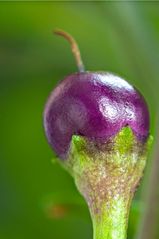 Pretty in Purple (Capsicum annum)