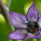 Pretty in Purple (Capsicum annum) II