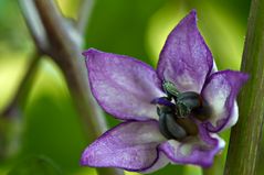 Pretty in Purple (Capsicum annum) II