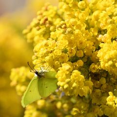 Pretty in Yellow