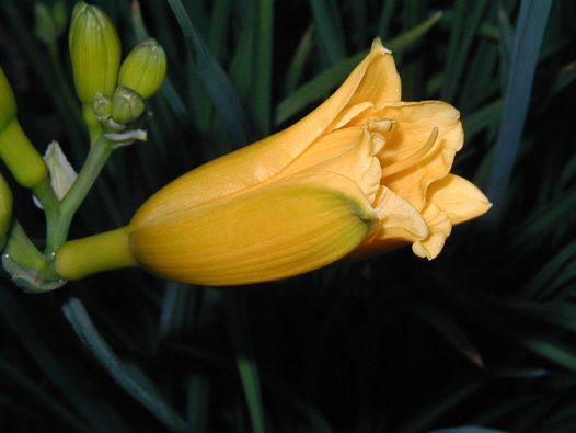 Pretty in yellow