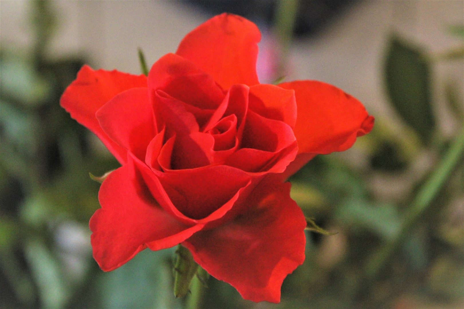 Pretty Lady Rose