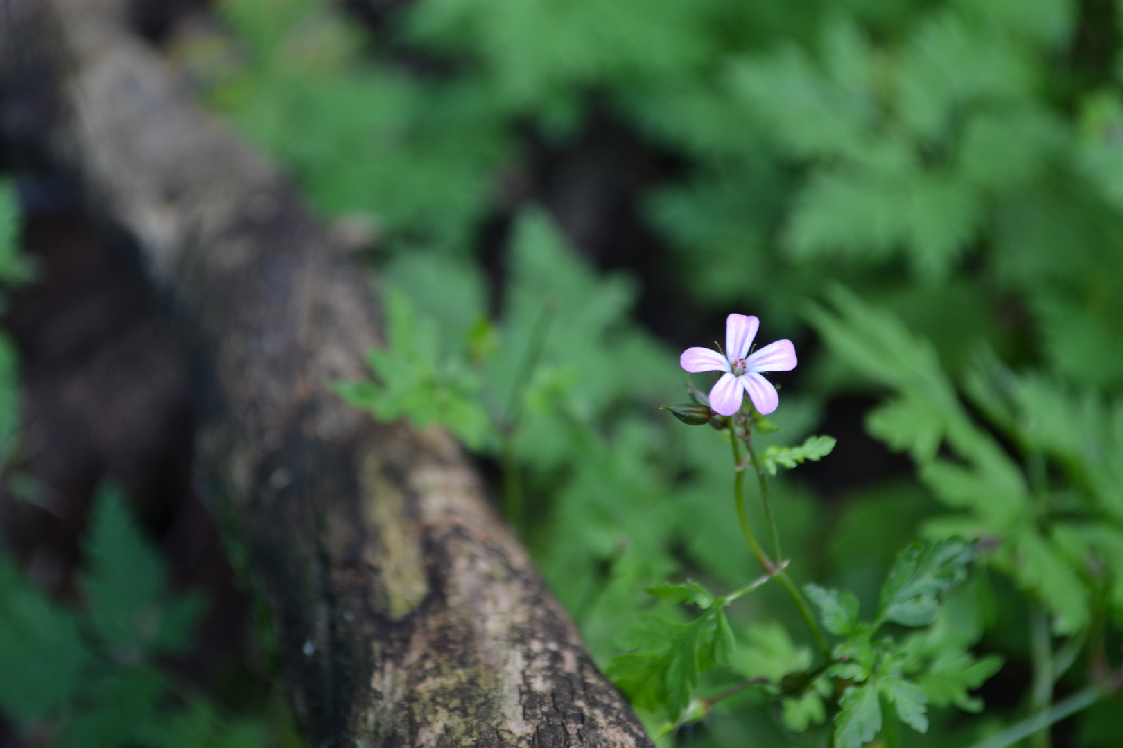 Pretty little flower