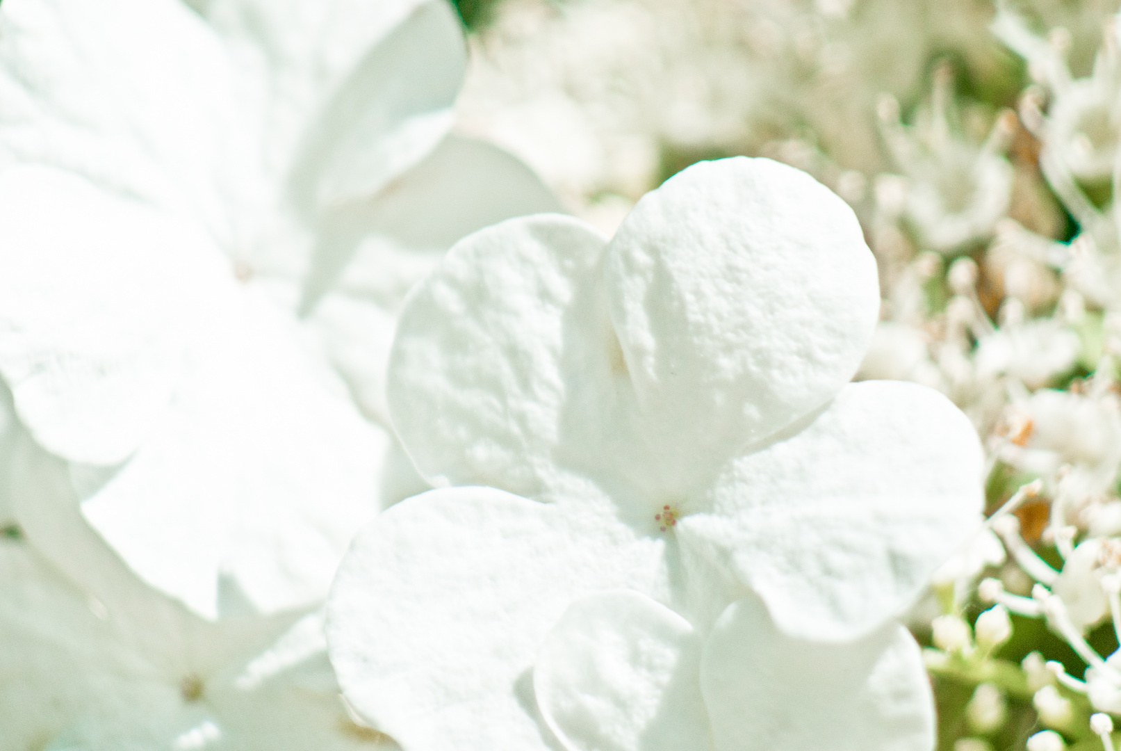 pretty little white flower