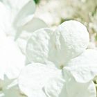 pretty little white flower