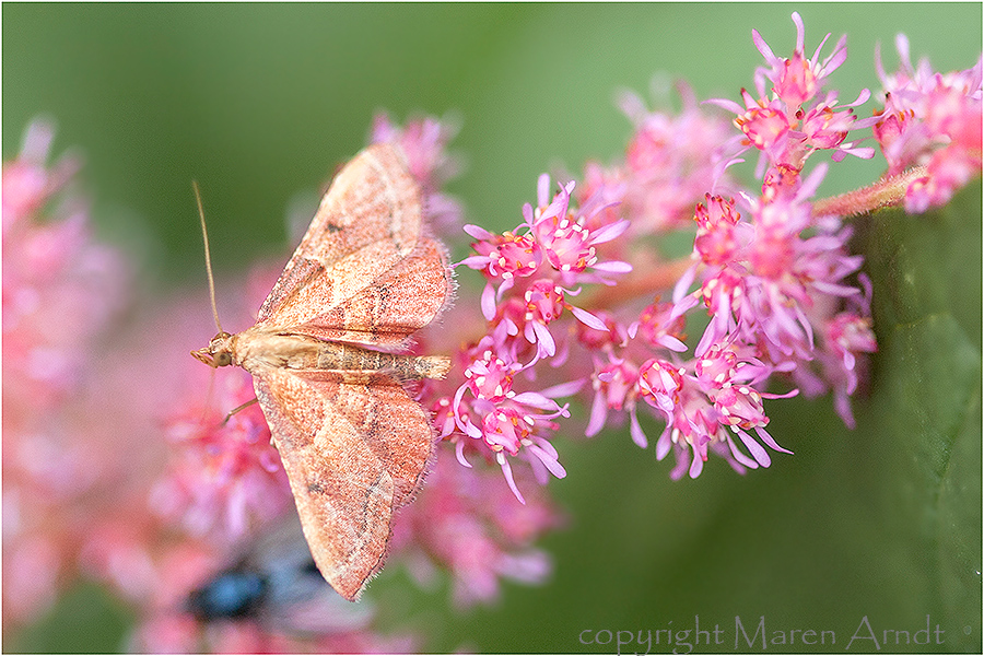 Pretty on Pink