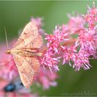 Pretty on Pink