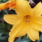 pretty orange lily after a rain storm