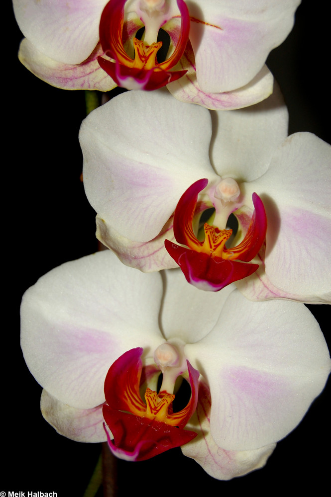 Pretty Orchid