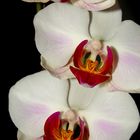 Pretty Orchid