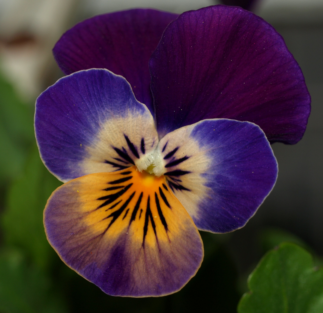 pretty pansy