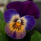 pretty pansy