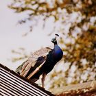 Pretty Peacock