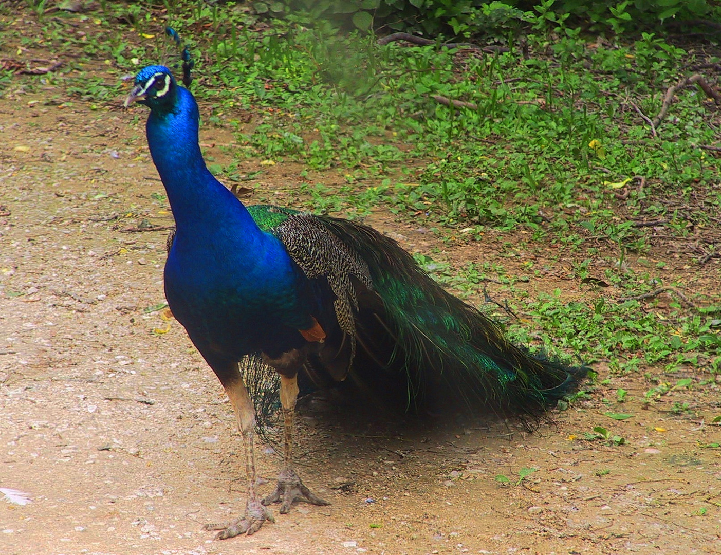 pretty Peacock Parco Natura Viva 