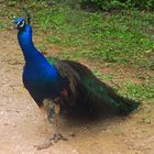 pretty Peacock Parco Natura Viva 