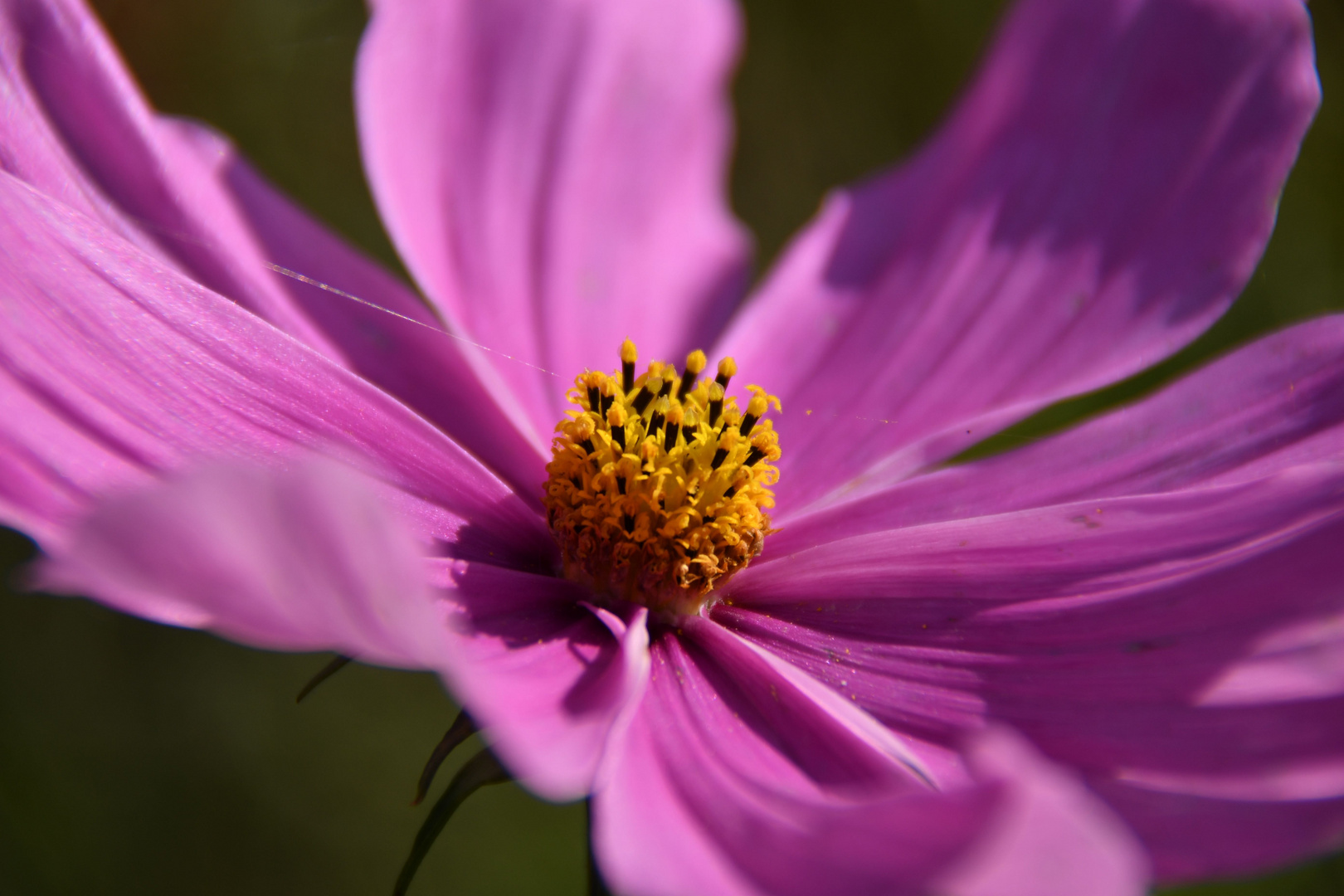 Pretty Pink