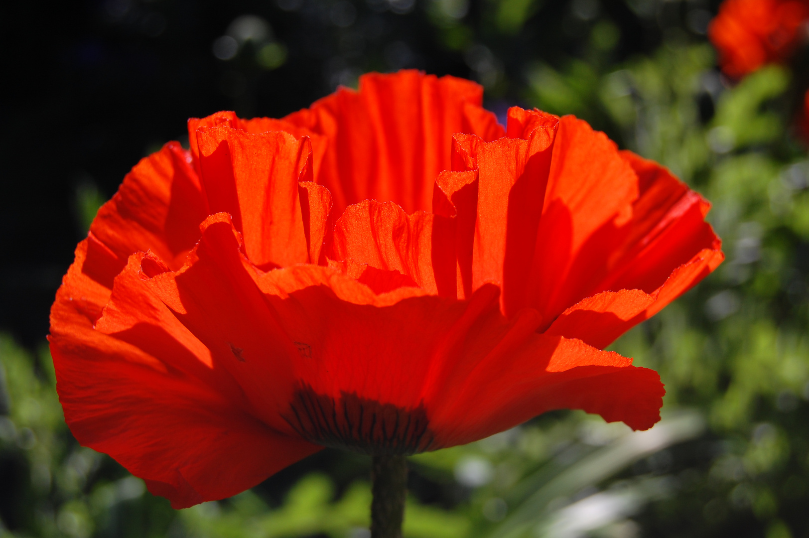 Pretty poppy petals.